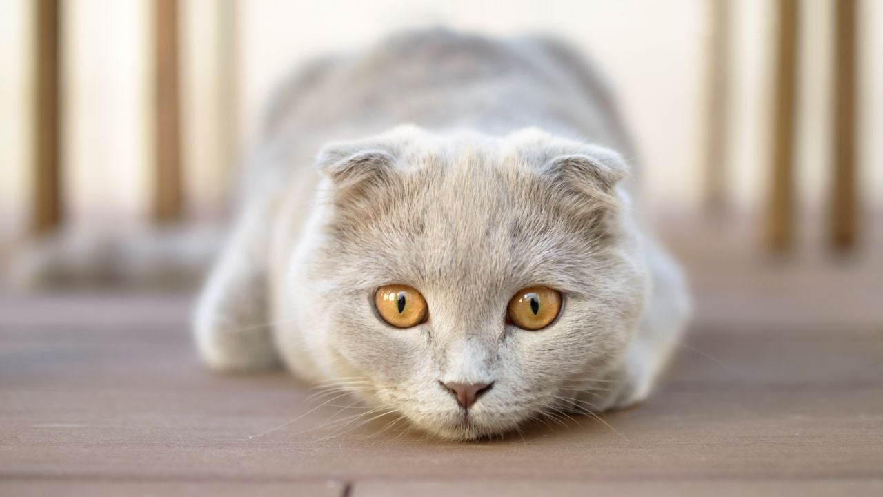açık renk scottish fold kedisi