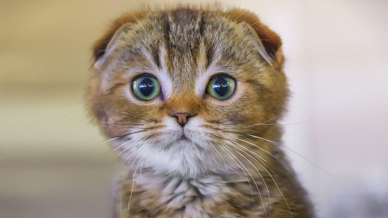 alacalı scottish fold kedisi