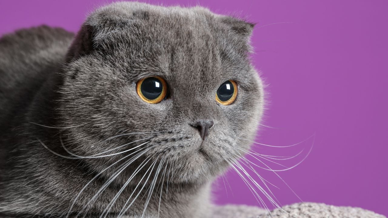 gri renk scottish fold kedisi