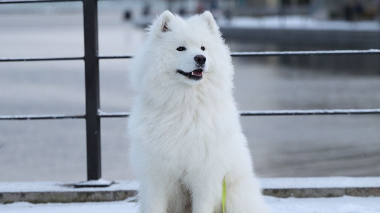 Samoyed beyaz renkli