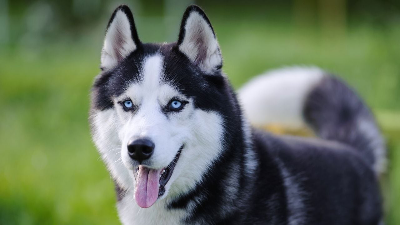 dili dışarıda Sibirya Kurdu (Siberian Husky)