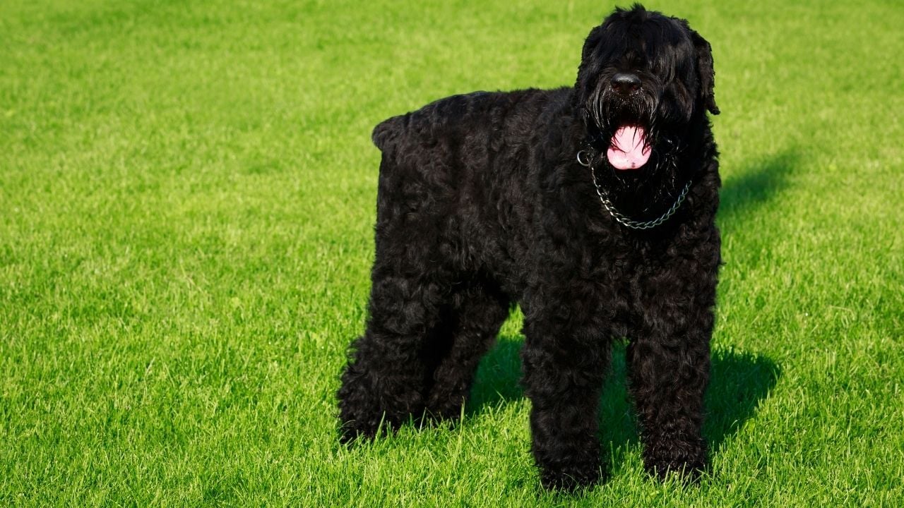 Siyah Rus Teriyeri (Black Russian Terrier)