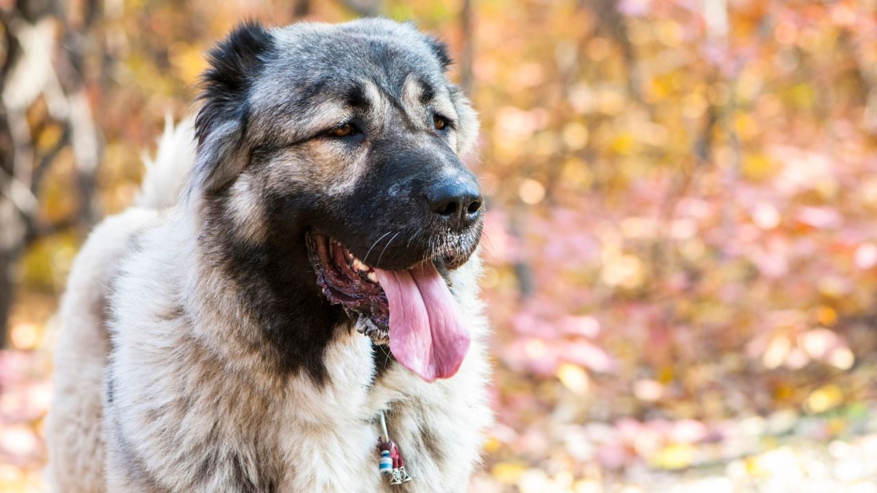 Kafkas Çoban Köpeği (Caucasian Shepherd)