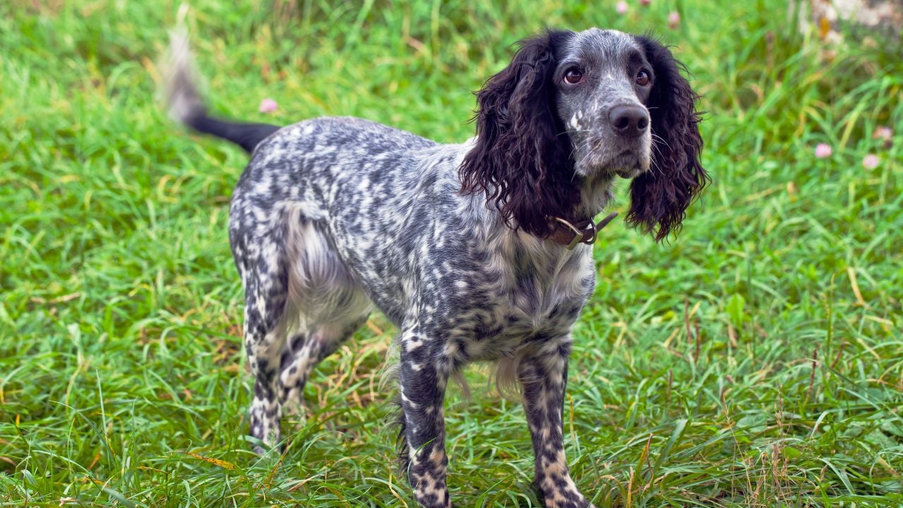 Russian Spaniel