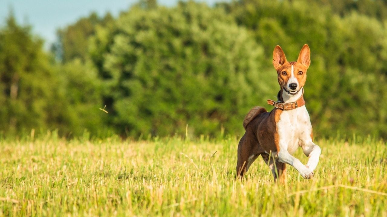 gülümseyen Basenji