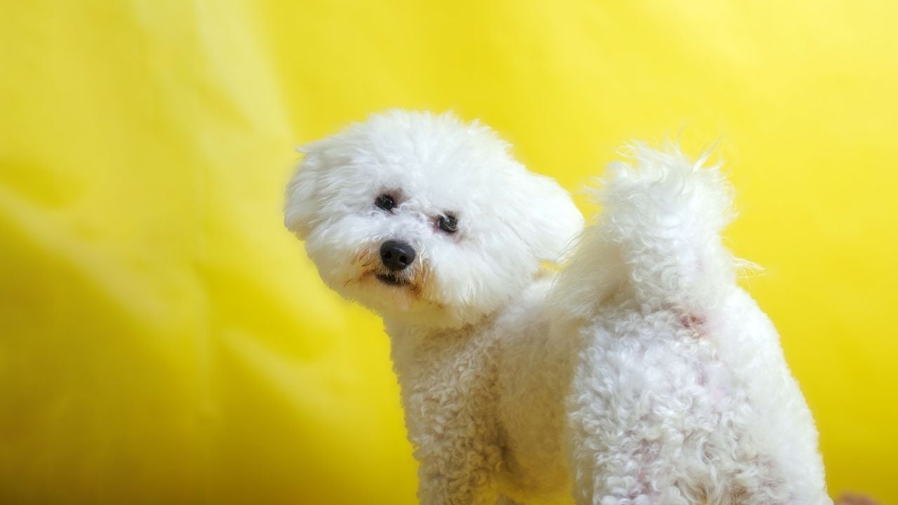 beyaz renk Bichon Frise