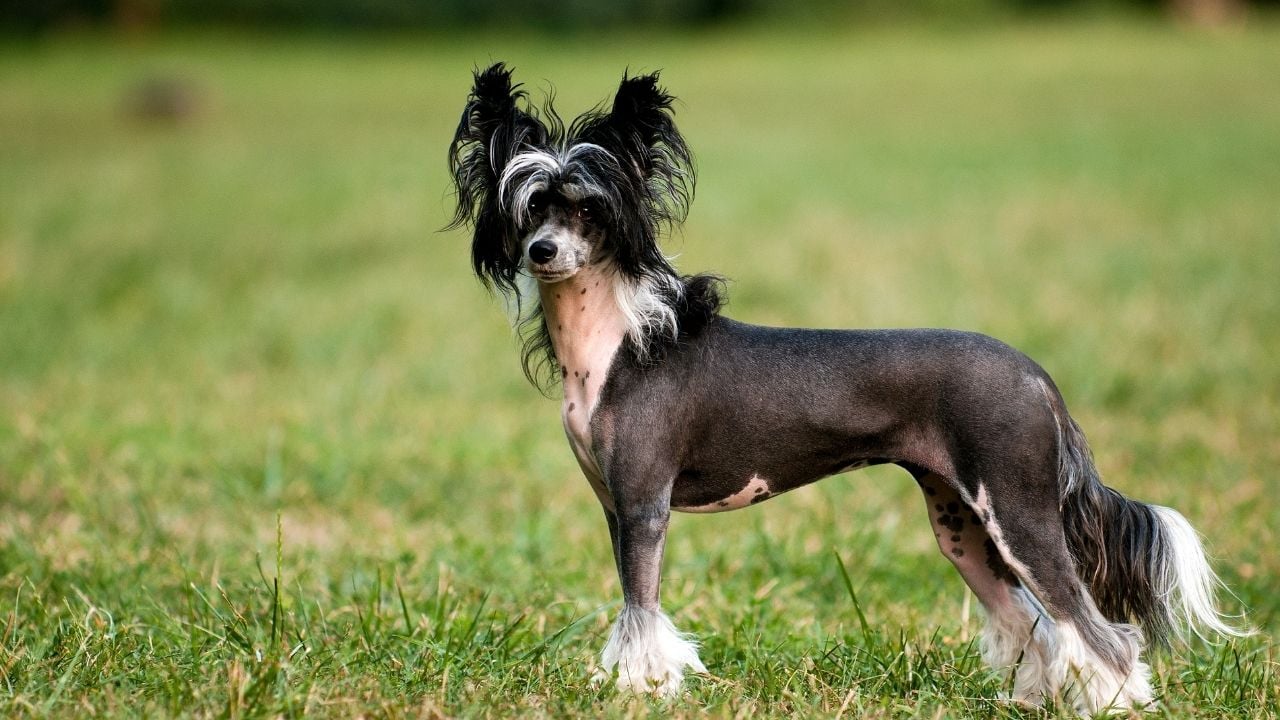 Tüysüz Çin Köpeği (Chinese Crested)