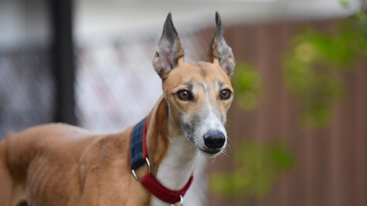 Greyhound