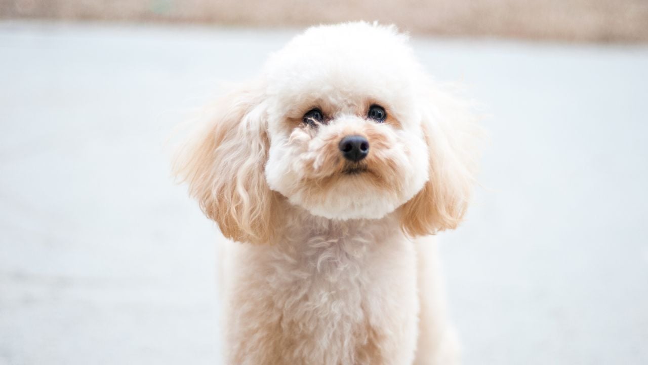 sevimli beyaz Poodle