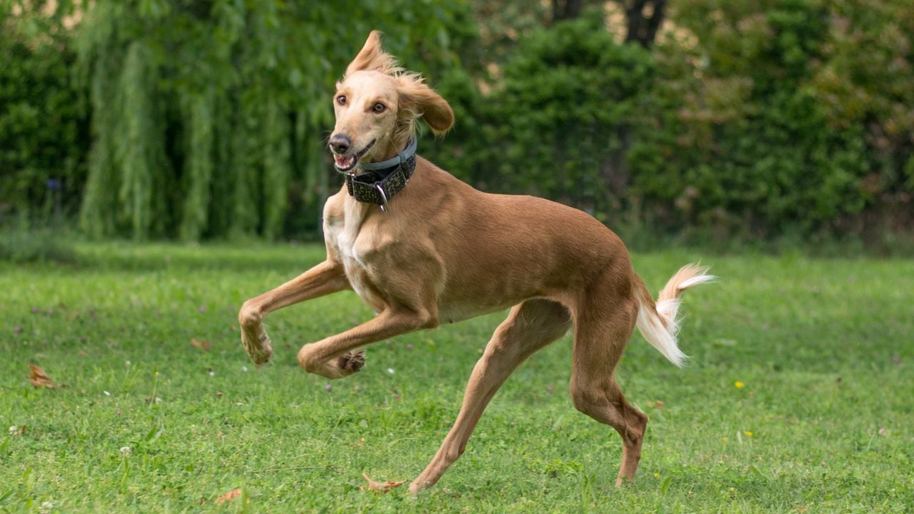 koşan Saluki