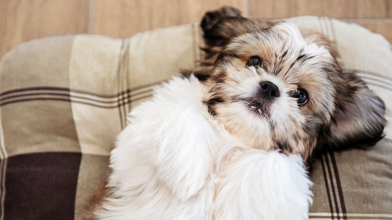 Shih Tzu