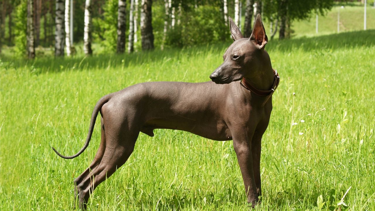 Tüysüz Meksika Köpeği (Xoloitzcuintli)