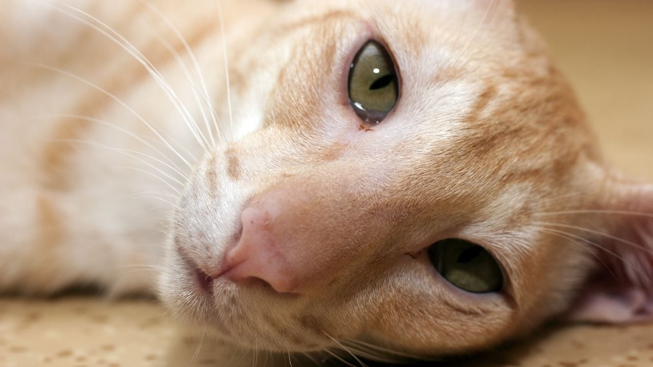krem rengi Oriental Shorthair