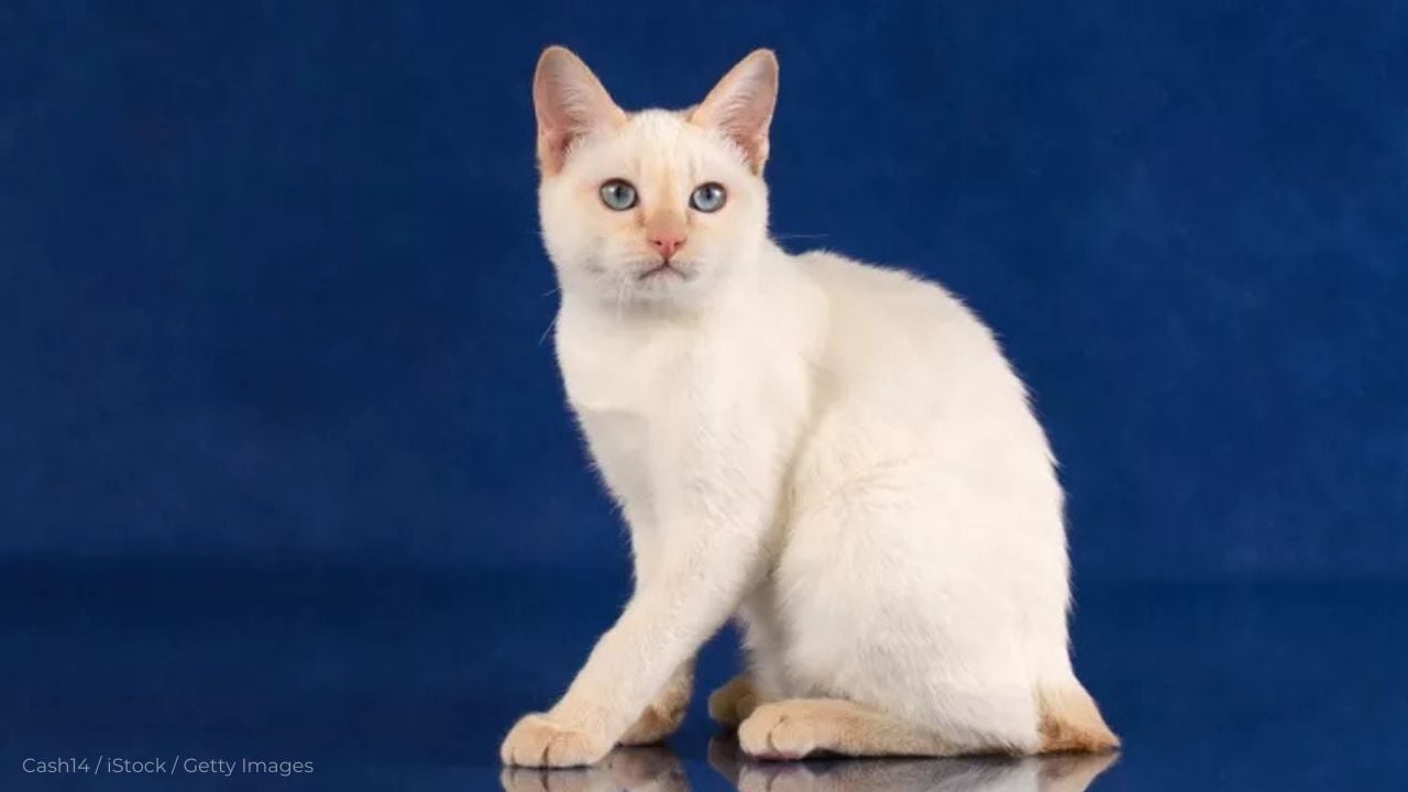 krem rengi Japanese Bobtail