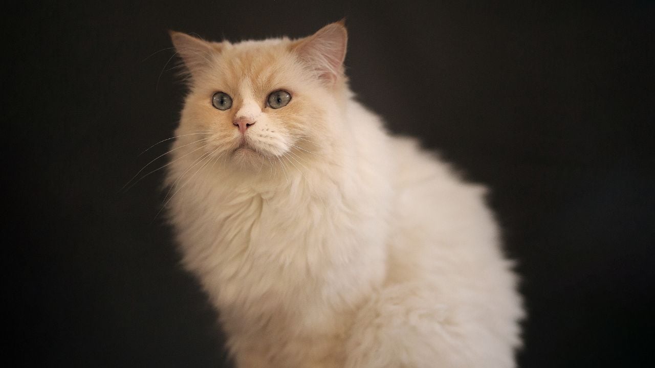 krem rengi Ragdoll