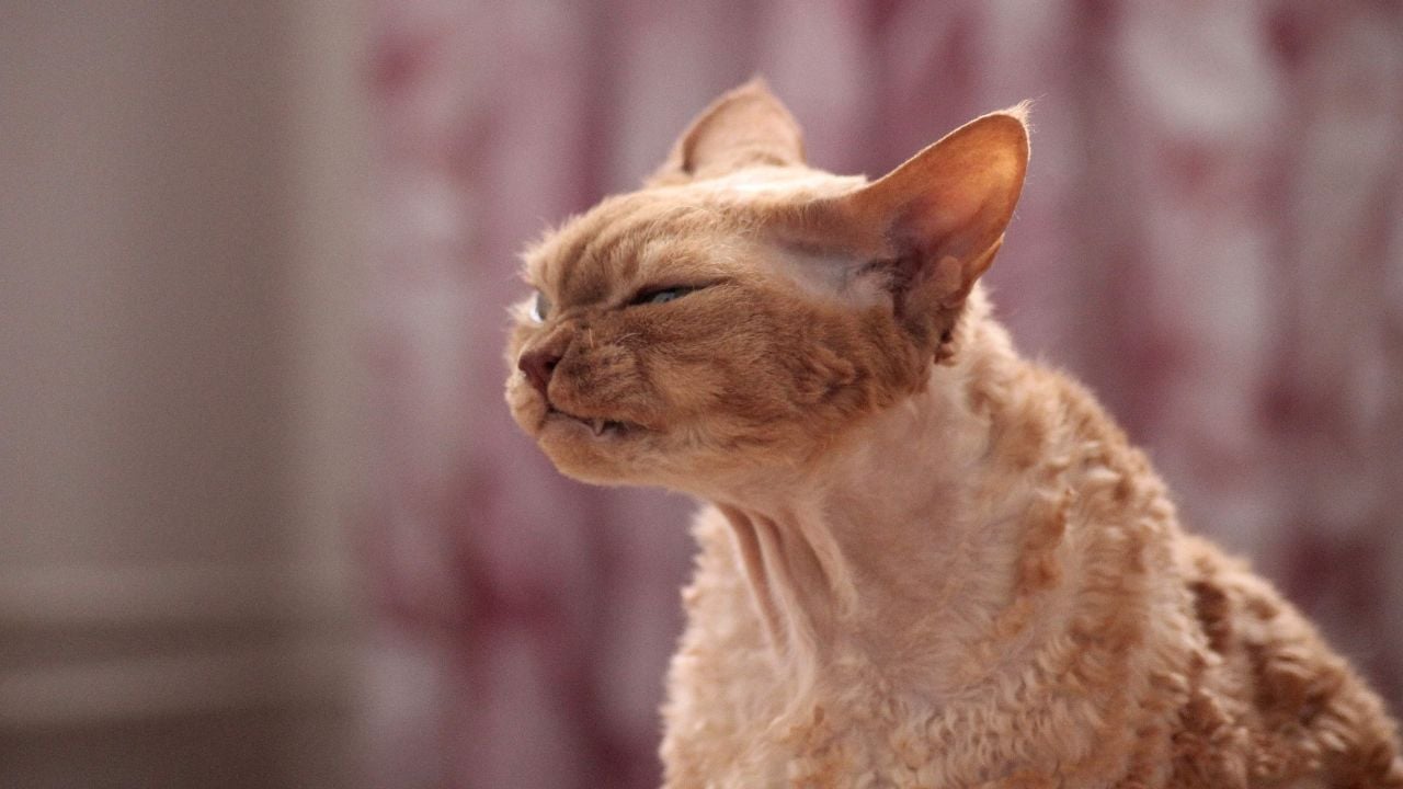 krem rengi Devon Rex