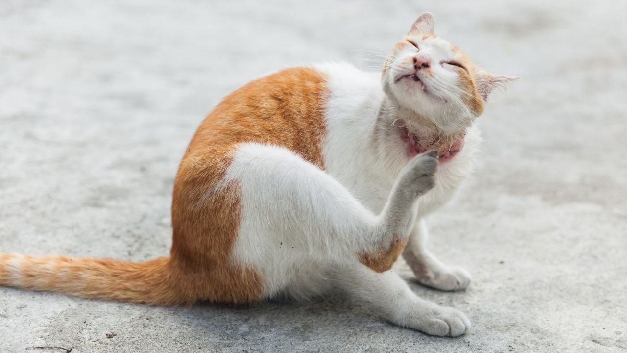 kaşınan mantarlı kedi