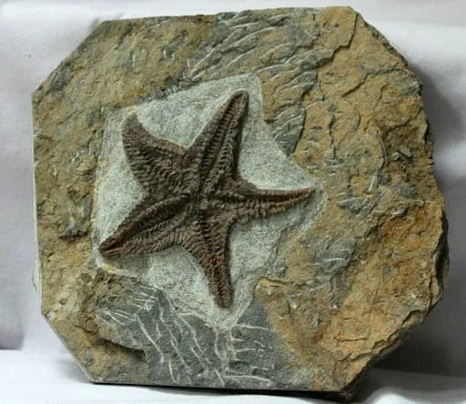 Explore the Fascinating World of Starfish Fossils