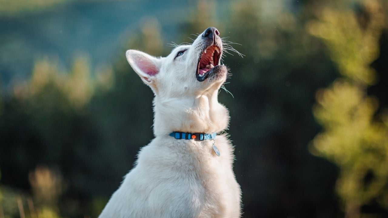 hapşıran beyaz bir köpek