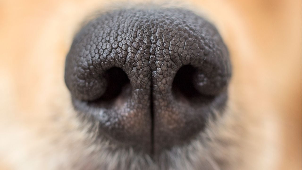 yakın çekim köpek burnu