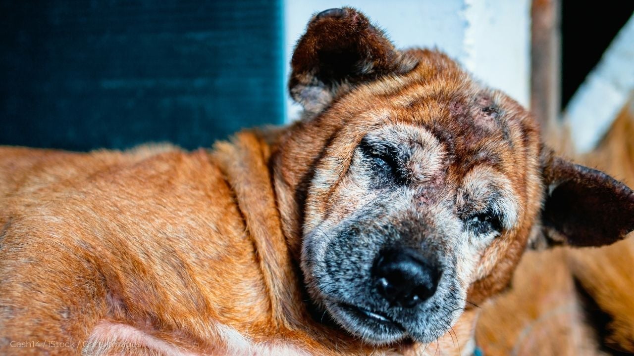 mantar enfeksiyonu olan bir köpek