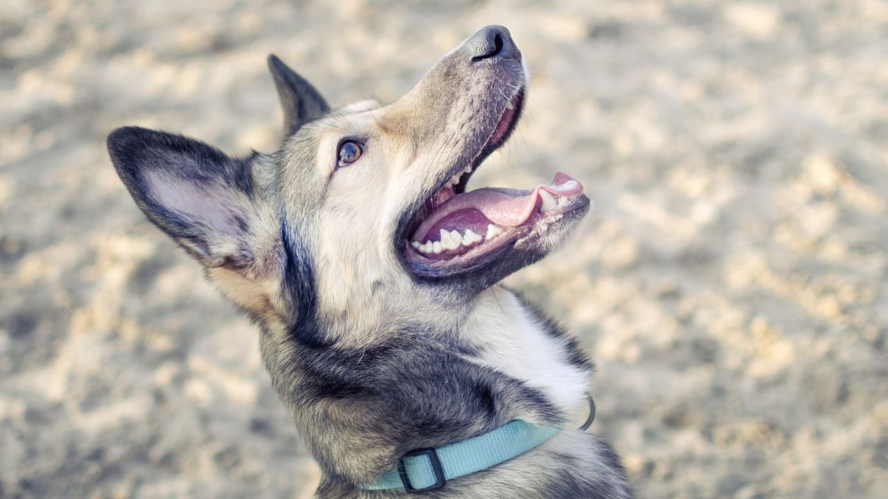 ağzı açık bir köpek