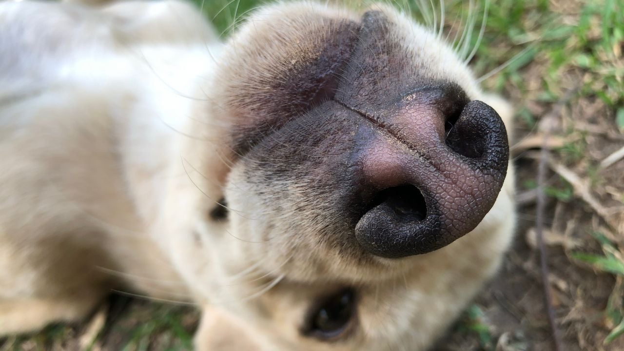 yerde yatan bir köpeğin burnu