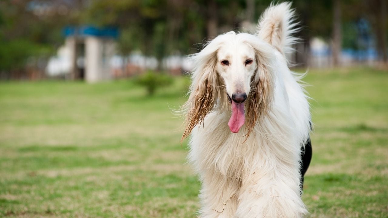 uzun tüylü Afgan Tazısı (Afghan Hound)