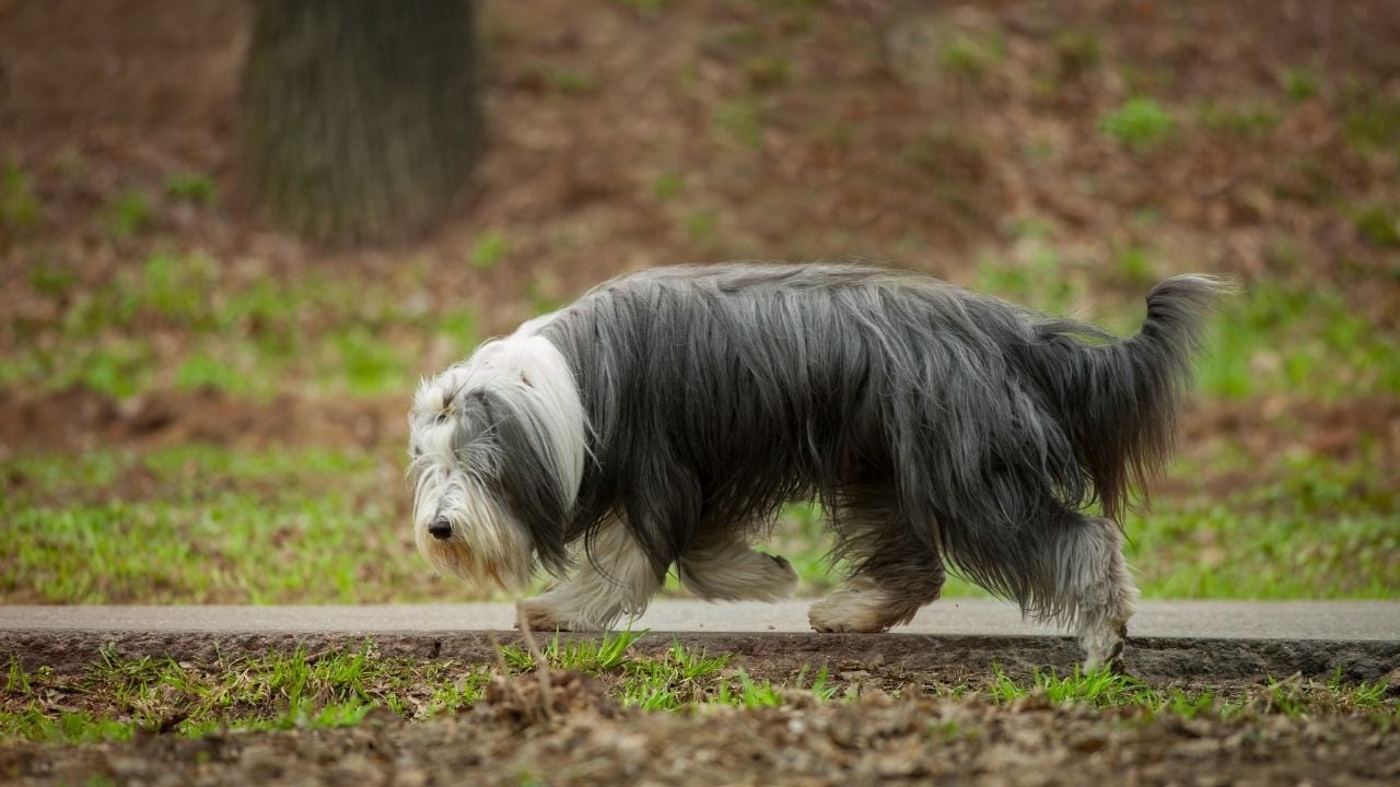 uzun tüylü sakallı collie