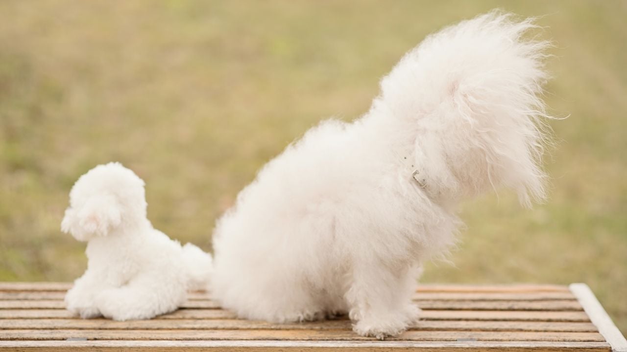 uzun tüylü Bichon Bolognese