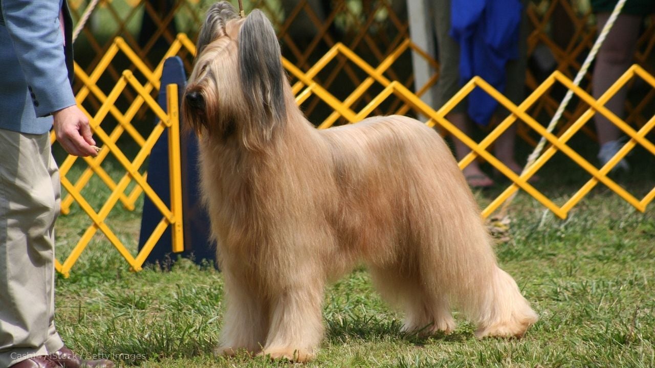 uzun tüylü Briard