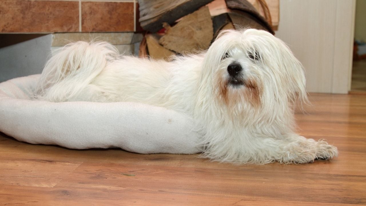 uzun tüylü Coton de Tulear