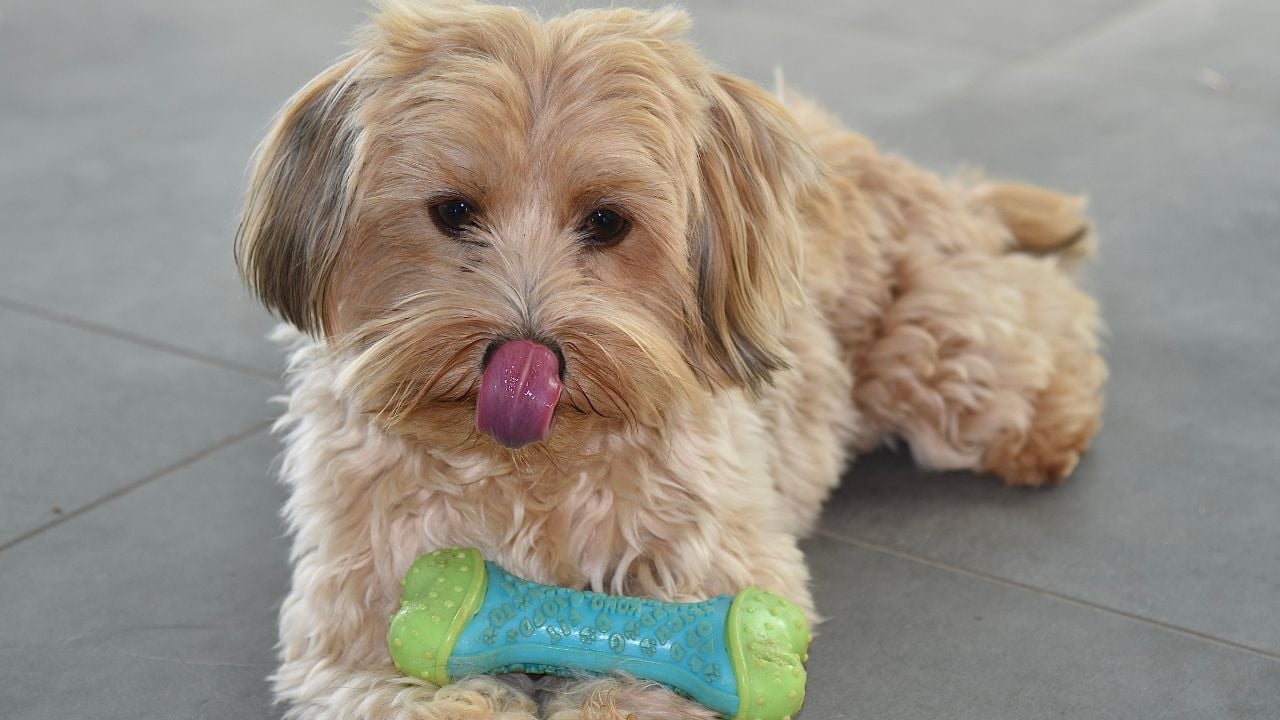 uzun tüylü Havanese