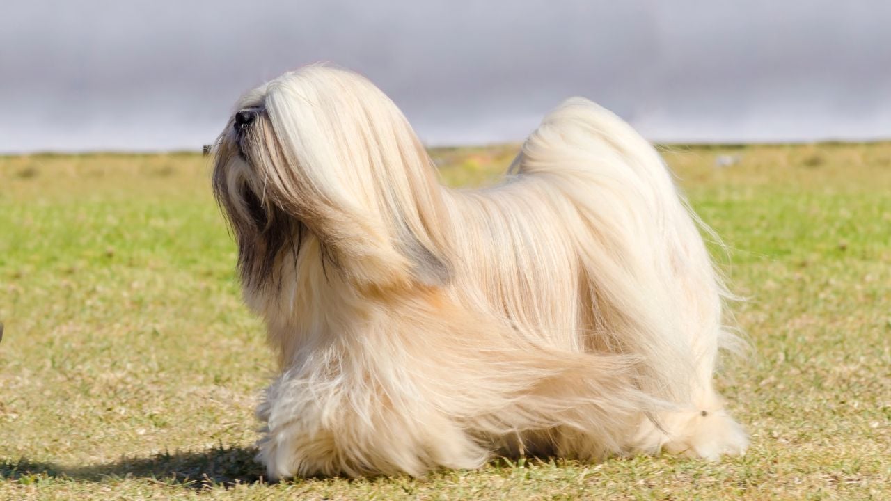 uzun tüylü Lhasa Apso
