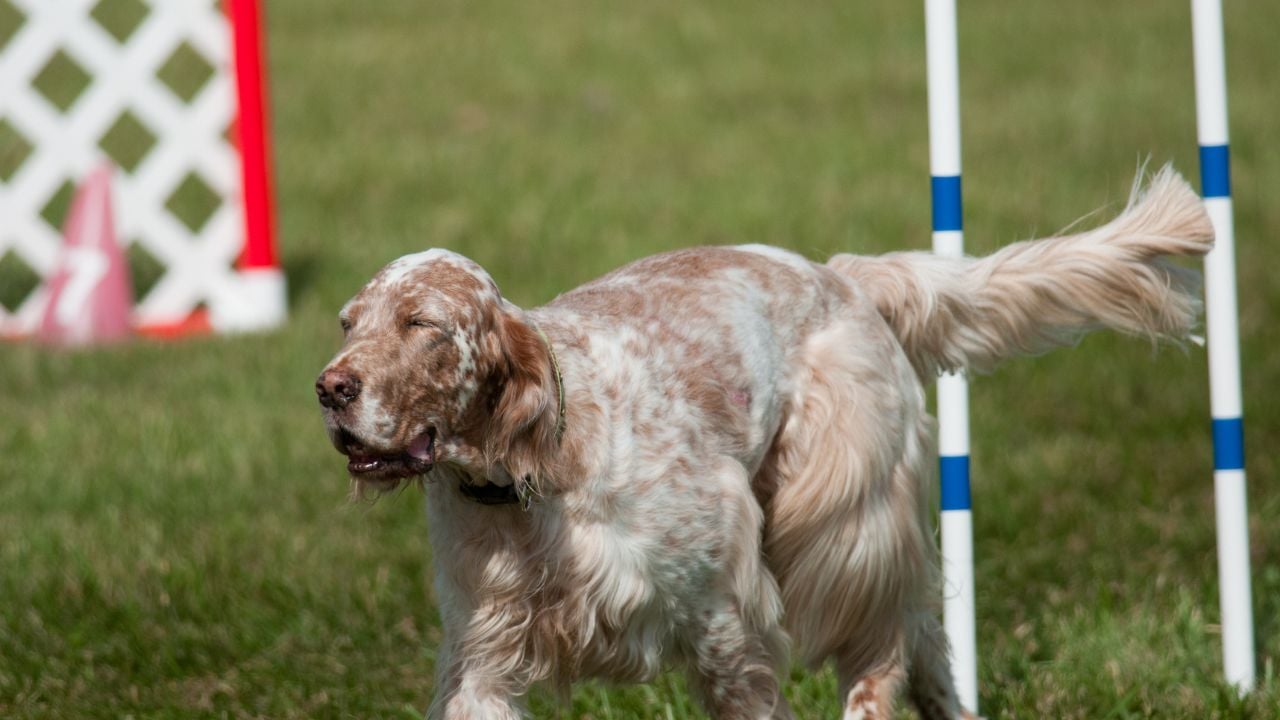 İngiliz Setter (English Setter)