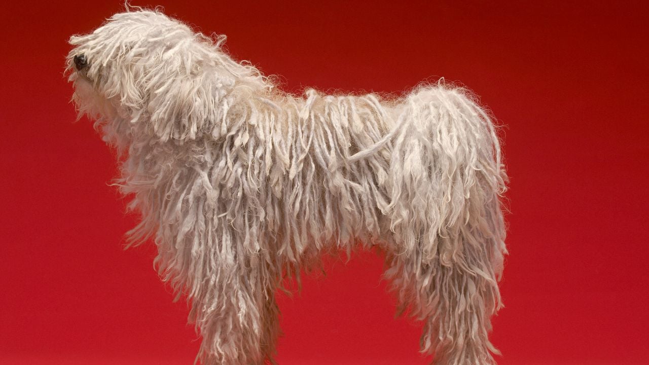Komondor