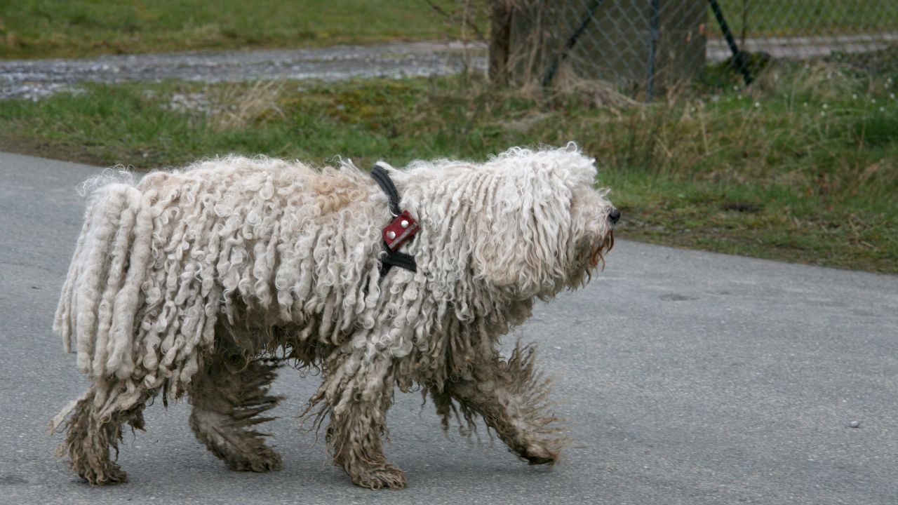Puli