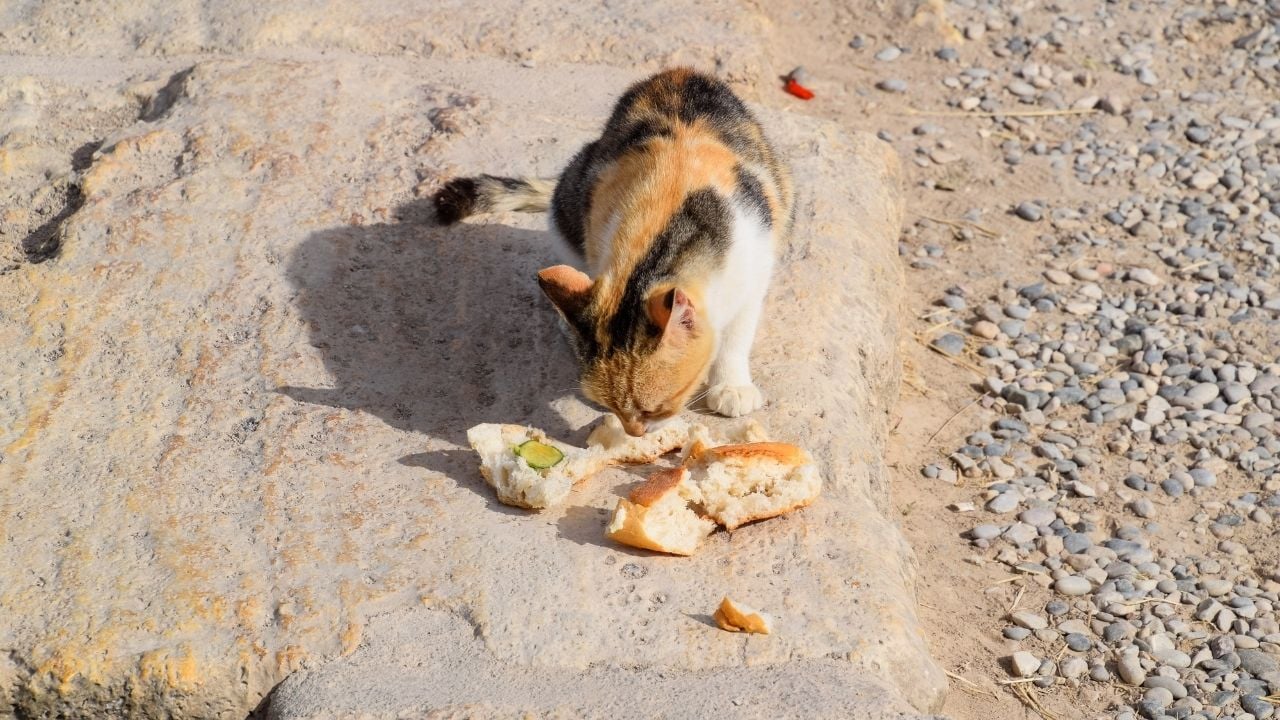 ekmek yiyen calico kedi