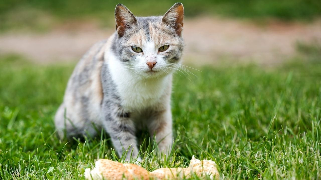 ekmek yiyen kedi