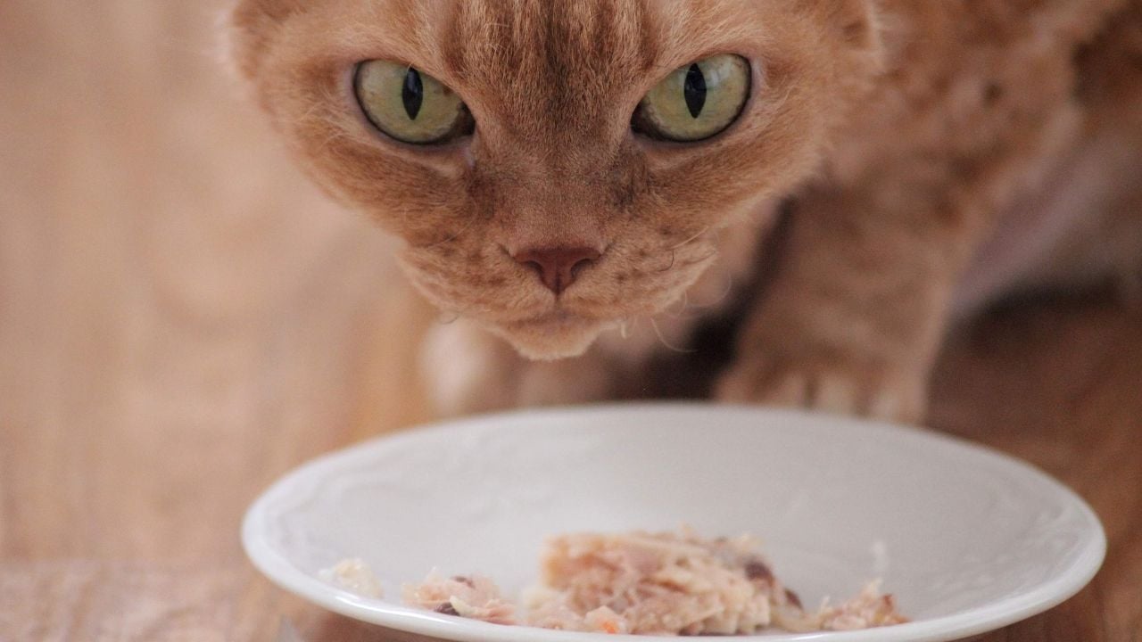 ekmek yiyen sarı kedi