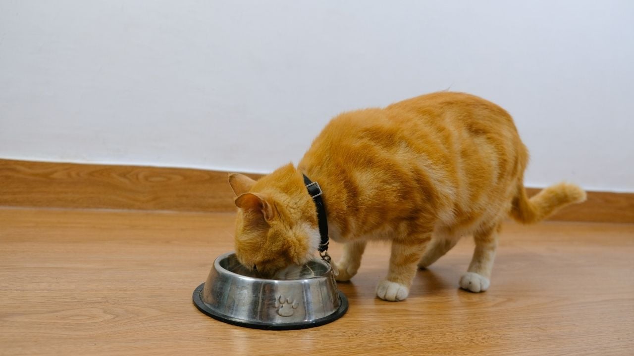 mama kabından ekmek yiyen kedi