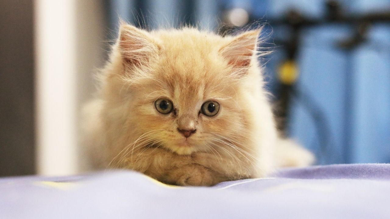 sarı yavru kedi