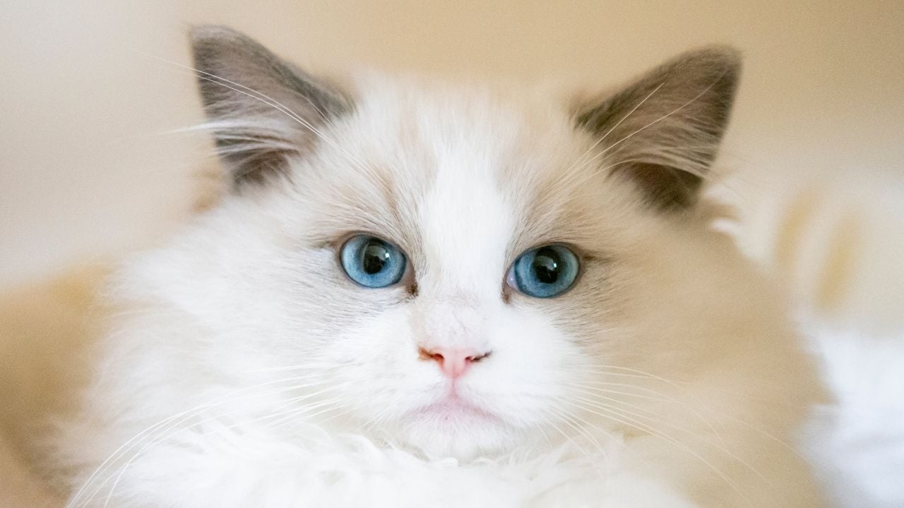 mavi gözlü sevimli kedi