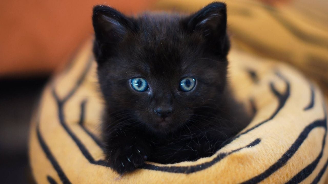 siyah renk mavi gözlü yavru kedi