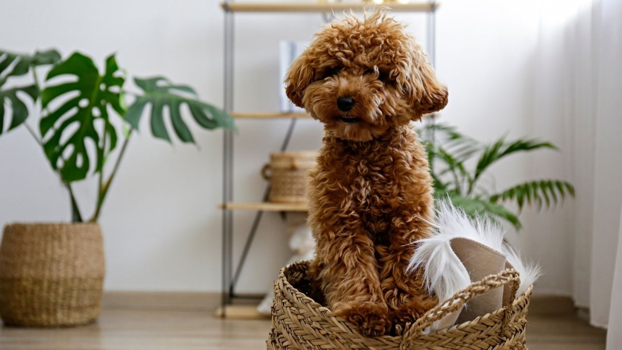 fino köpeklerden Toy Poodle