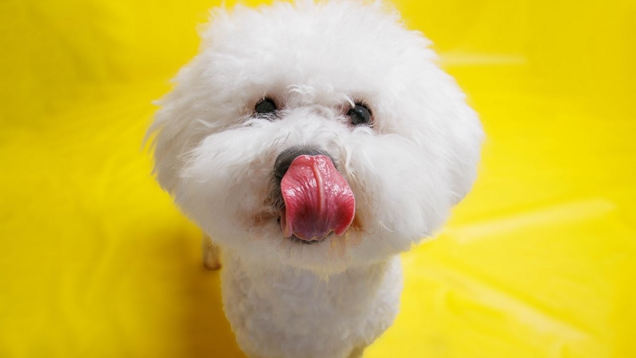 beyaz fino Bichon Frise