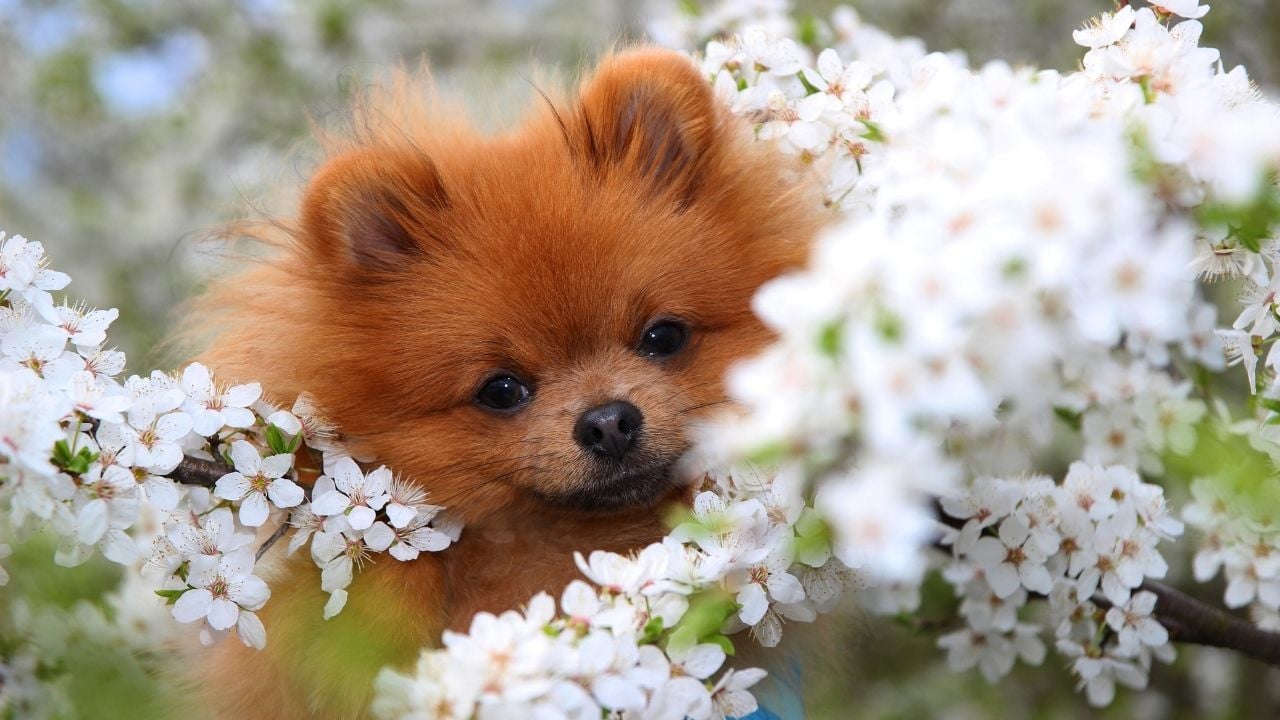 çiçeklerle Pomerian
