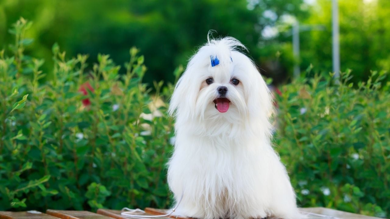 tokalı Maltese