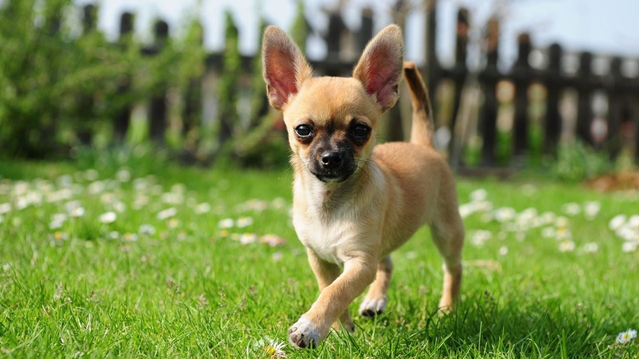 Şivava (Chihuahua)