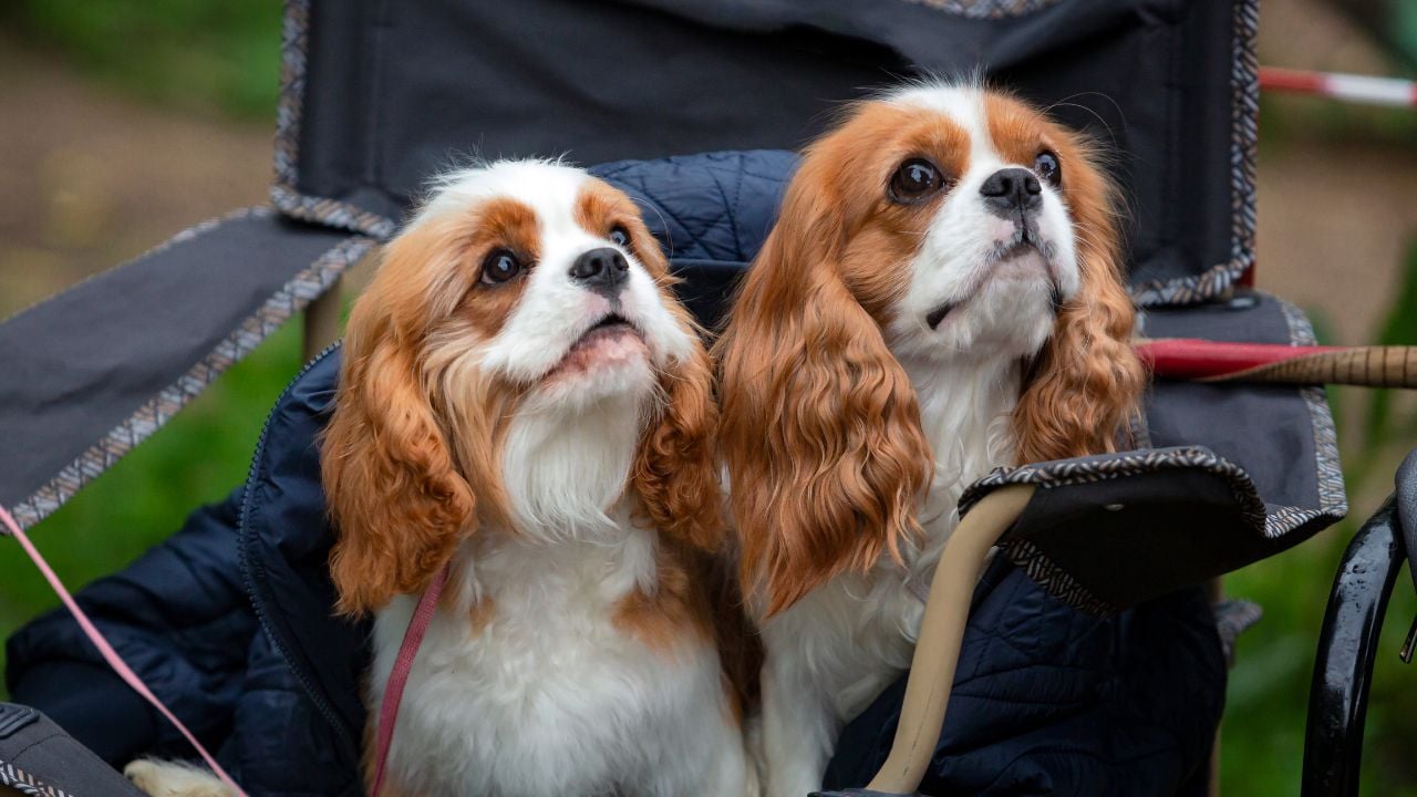 2 kahverengi beyaz Cavalier King Charles Spaniel